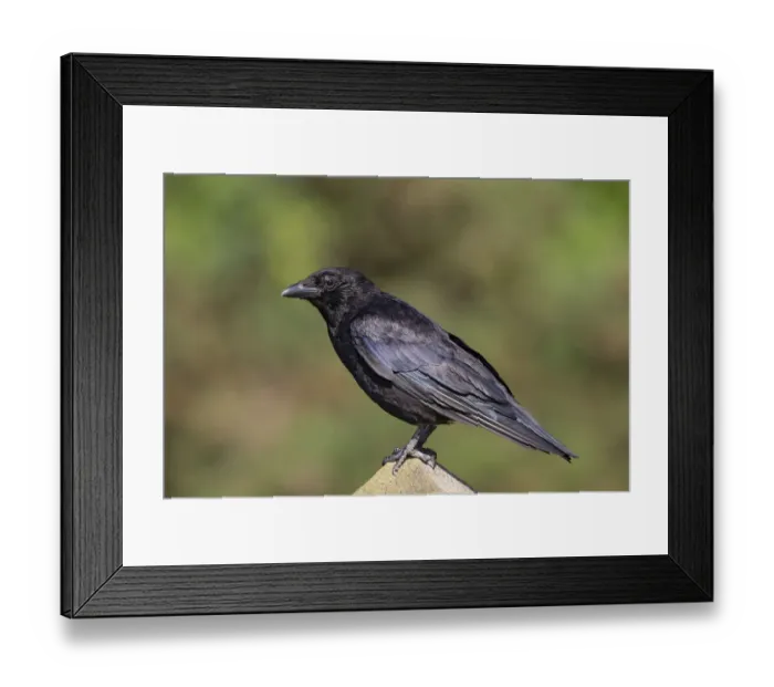 Framed Print : Carrion Crow (Corvus corone), Wales, United Kingdom Framed Print : Carrion Crow (Corvus corone), Wales, United Kingdom