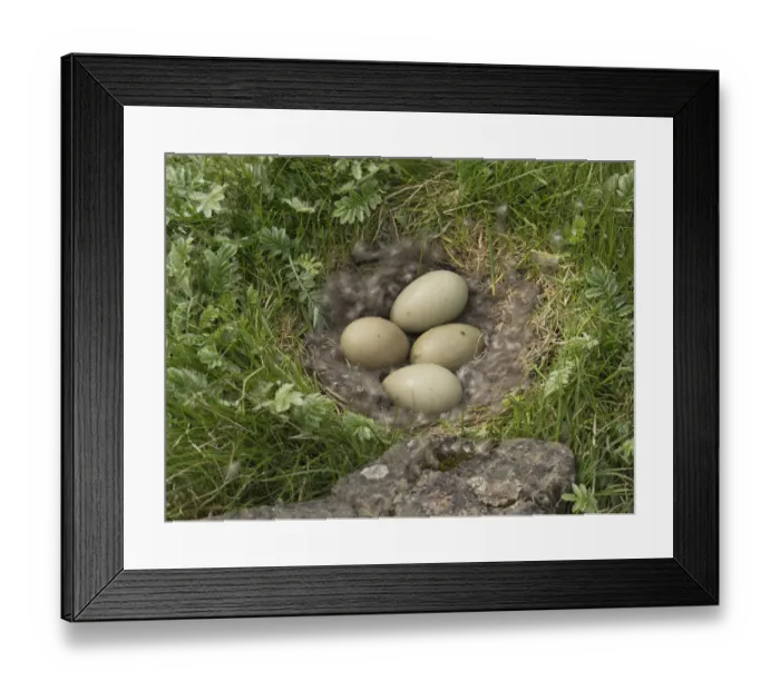 Framed Print : Common Eider (Somateria mollissima) eggs, Iceland Framed Print : Common Eider (Somateria mollissima) eggs, Iceland