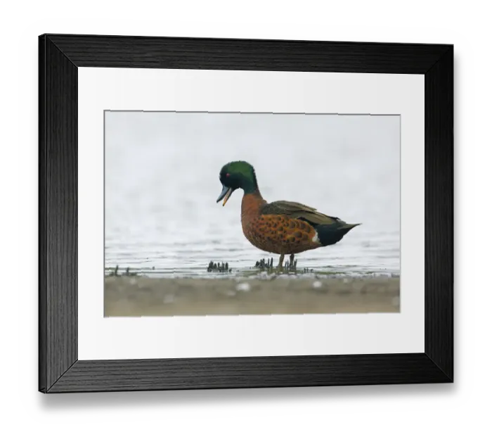 Framed Print : Chestnut Teal (Anas castanea) male, Victoria, Australia Framed Print : Chestnut Teal (Anas castanea) male, Victoria, Australia