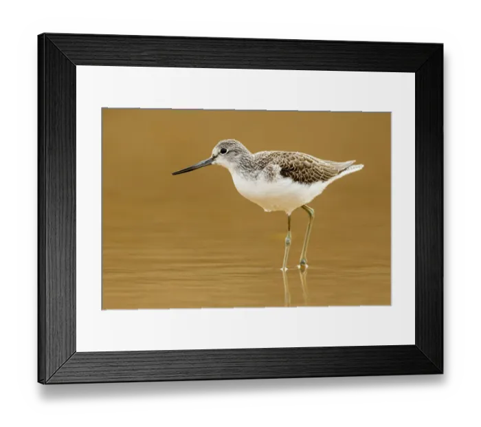 Framed Print : Common Greenshank (Tringa nebularia), Asturias, Spain Framed Print : Common Greenshank (Tringa nebularia), Asturias, Spain