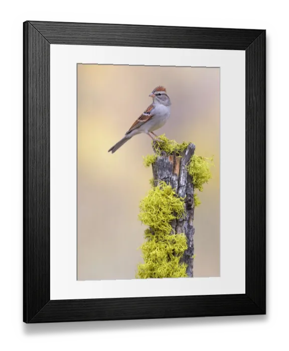 Framed Print : Chipping Sparrow (Spizella passerina), Oregon, USA Framed Print : Chipping Sparrow (Spizella passerina), Oregon, USA