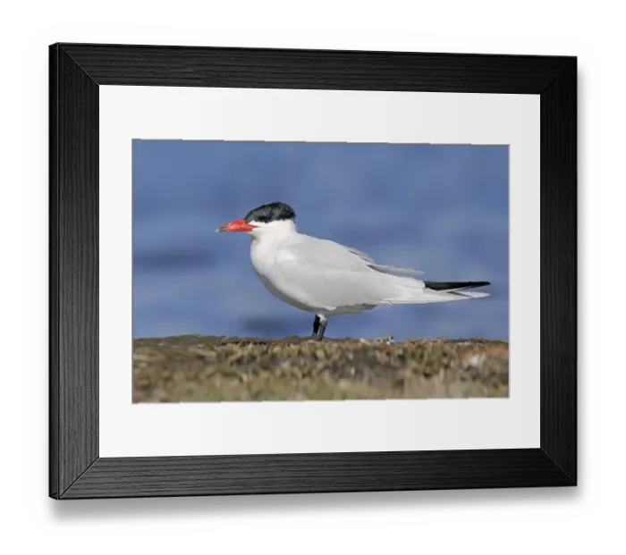 Framed Print : Caspian Tern (Hydroprogne caspia) male, British Columbia, Canada Framed Print : Caspian Tern (Hydroprogne caspia) male, British Columbia, Canada