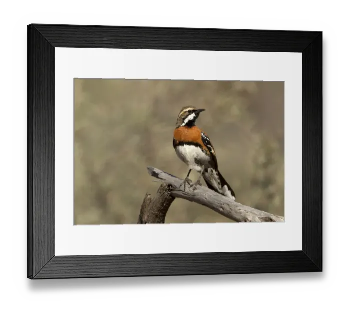Framed Print : Chestnut-breasted Quail-thrush (Cinclosoma castaneothorax) male, Queensland, Australia Framed Print : Chestnut-breasted Quail-thrush (Cinclosoma castaneothorax) male, Queensland, Australia
