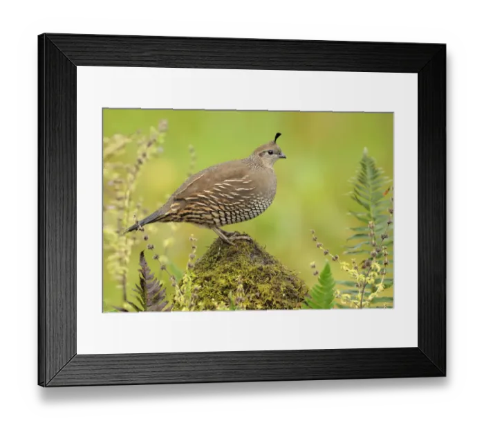 Framed Print : California Quail (Callipepla californica) female, British Columbia, Canada Framed Print : California Quail (Callipepla californica) female, British Columbia, Canada