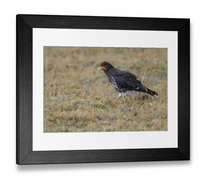 Framed Print : Carunculated Caracara (Phalcoboenus carunculatus), Ecuador Framed Print : Carunculated Caracara (Phalcoboenus carunculatus), Ecuador