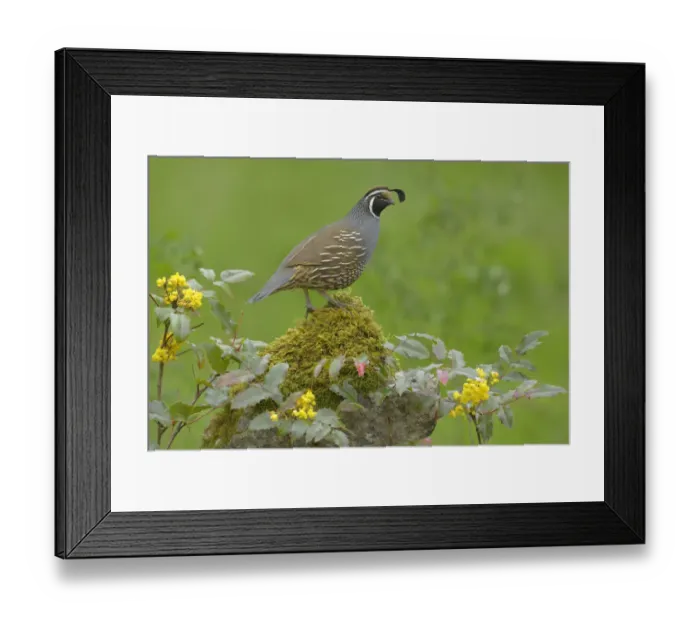 Framed Print : California Quail (Callipepla californica) male, British Columbia, Canada Framed Print : California Quail (Callipepla californica) male, British Columbia, Canada
