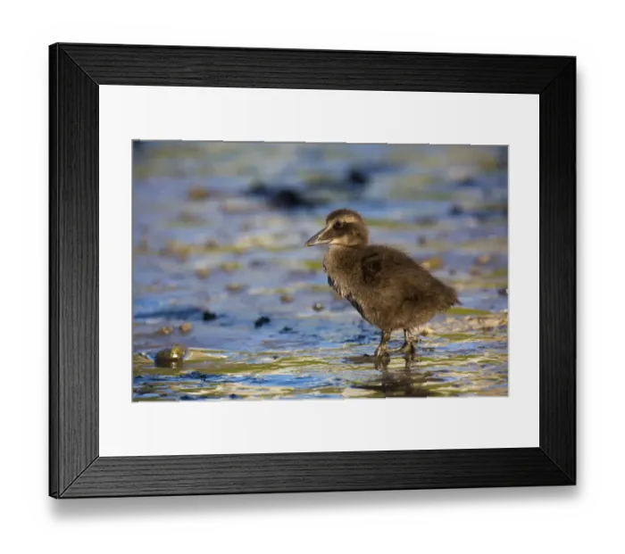 Framed Print : Common Eider (Somateria mollissima) chick, Seahouses, United Kingdom Framed Print : Common Eider (Somateria mollissima) chick, Seahouses, United Kingdom