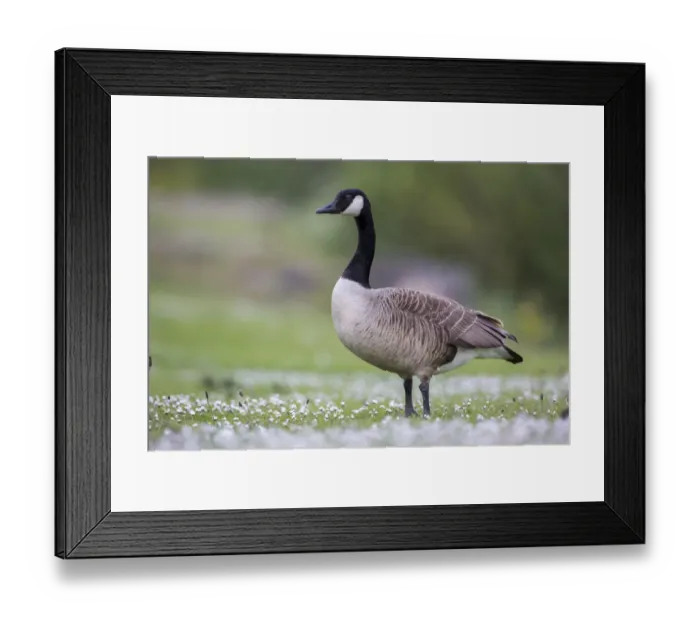 Framed Print : Canada Goose (Branta canadensis), Newcastle, United Kingdom Framed Print : Canada Goose (Branta canadensis), Newcastle, United Kingdom