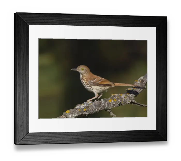 Framed Print : Brown Thrasher (Toxostoma rufum), Michigan, USA Framed Print : Brown Thrasher (Toxostoma rufum), Michigan, USA