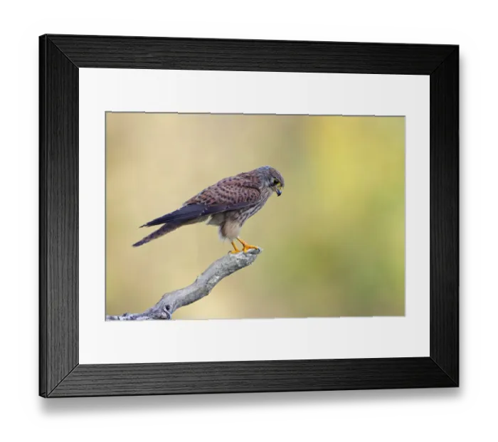 Framed Print : Common Kestrel (Falco tinnunculus) juvenile male, Thuringia, Germany Framed Print : Common Kestrel (Falco tinnunculus) juvenile male, Thuringia, Germany