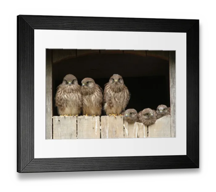Framed Print : Common Kestrel (Falco tinnunculus) juveniles, Lower Saxony, Germany Framed Print : Common Kestrel (Falco tinnunculus) juveniles, Lower Saxony, Germany