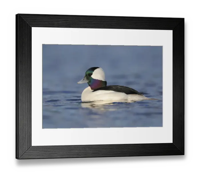 Framed Print : Bufflehead (Bucephala albeola) male, Canada Framed Print : Bufflehead (Bucephala albeola) male, Canada