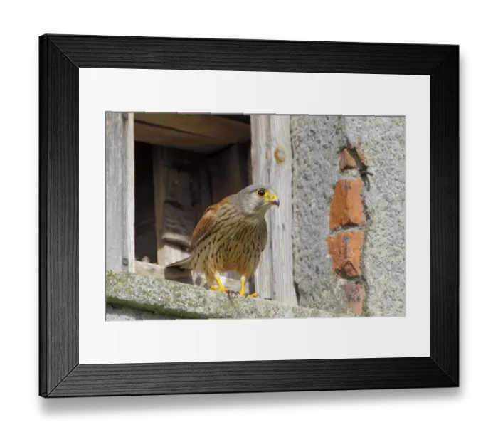 Framed Print : Common Kestrel (Falco tinnunculus) male at nest box, Lower Saxony, Germany Framed Print : Common Kestrel (Falco tinnunculus) male at nest box, Lower Saxony, Germany