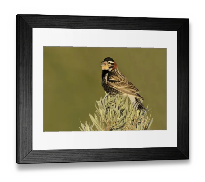 Framed Print : Chestnut-collared Longspur (Calcarius ornatus), Canada Framed Print : Chestnut-collared Longspur (Calcarius ornatus), Canada