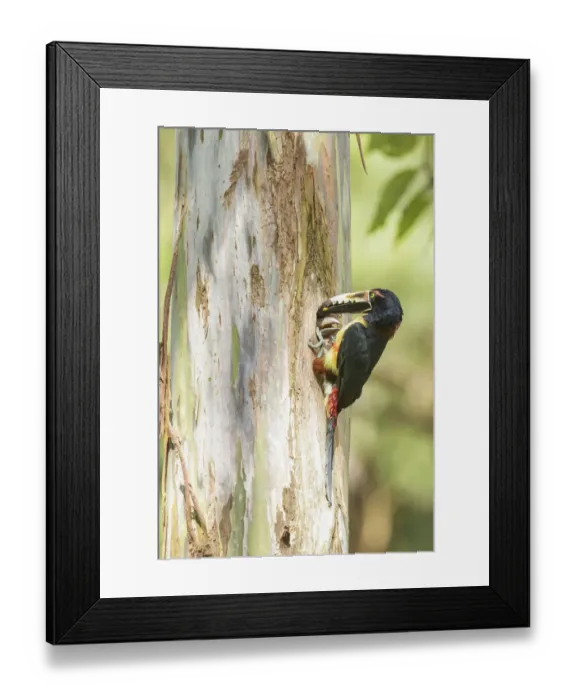 Framed Print : Collared Aracari (Pteroglossus torquatus) feeds young in breeding hole, Costa Rica Framed Print : Collared Aracari (Pteroglossus torquatus) feeds young in breeding hole, Costa Rica