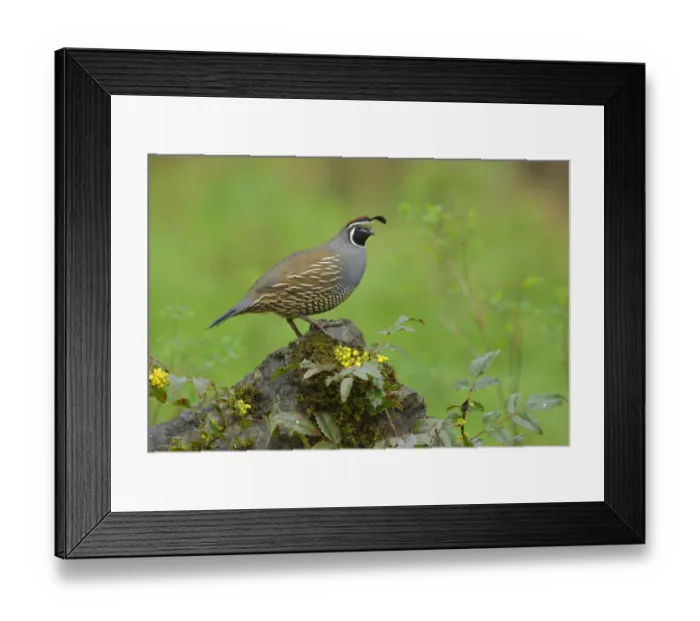 Framed Print : California Quail (Callipepla californica) male, British Columbia, Canada Framed Print : California Quail (Callipepla californica) male, British Columbia, Canada
