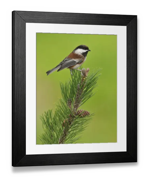 Framed Print : Chestnut-backed Chickadee (Poecile rufescens), British Columbia, Canada