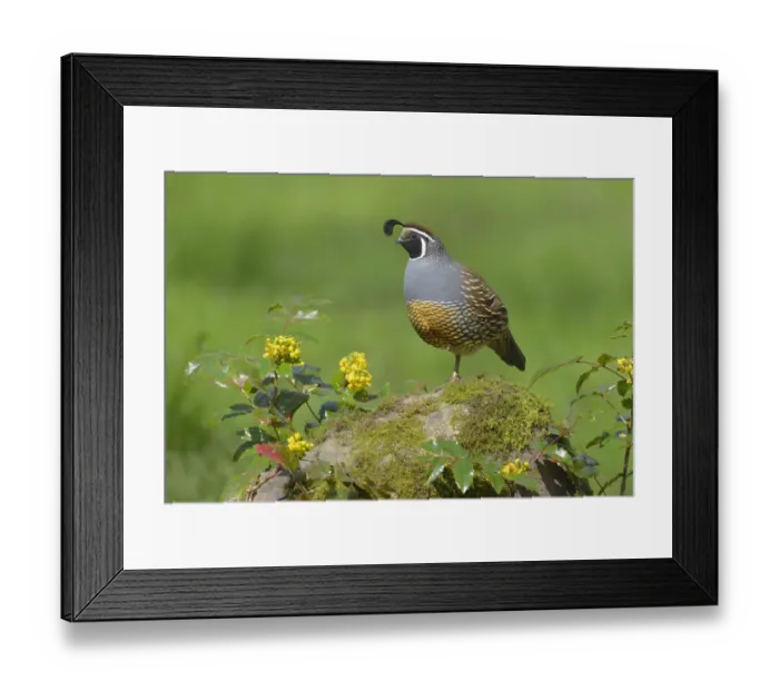 Framed Print : California Quail (Callipepla californica) male, British Columbia, Canada Framed Print : California Quail (Callipepla californica) male, British Columbia, Canada