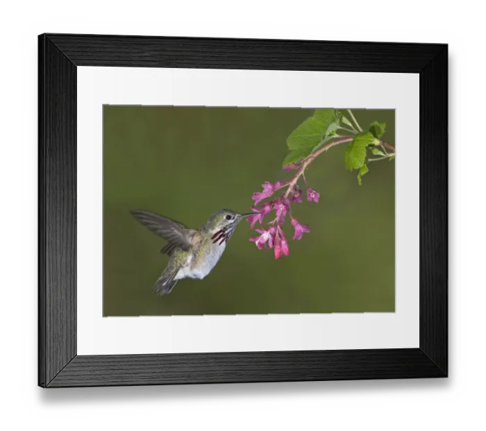 Framed Print : Calliope Hummingbird (Selasphorus calliope), Canada Framed Print : Calliope Hummingbird (Selasphorus calliope), Canada