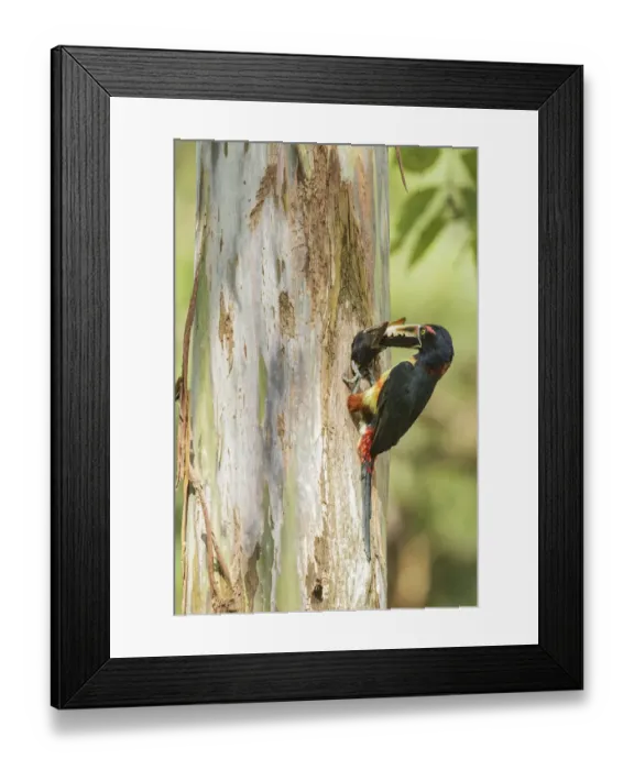 Framed Print : Collared Aracari (Pteroglossus torquatus) feeds young in breeding hole, Costa Rica Framed Print : Collared Aracari (Pteroglossus torquatus) feeds young in breeding hole, Costa Rica