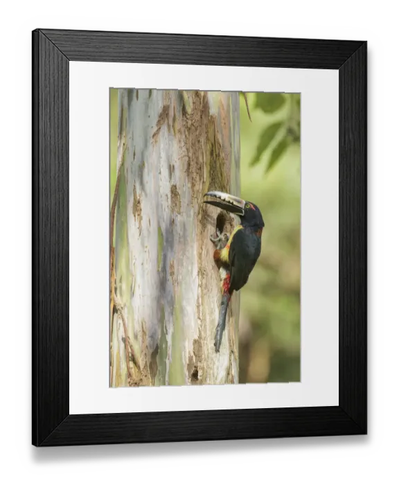 Framed Print : Collared Aracari (Pteroglossus torquatus) at breeding hole, Costa Rica Framed Print : Collared Aracari (Pteroglossus torquatus) at breeding hole, Costa Rica
