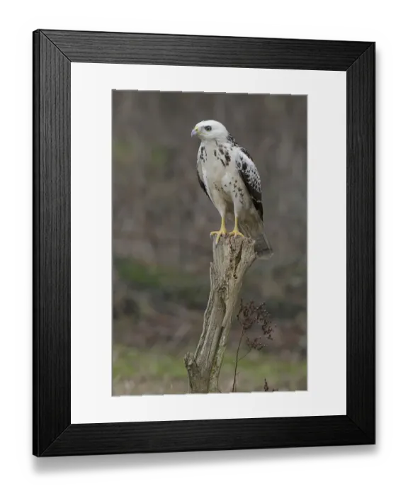 Framed Print : Common Buzzard (Buteo buteo) juvenile, Lower Saxony, Germany Framed Print : Common Buzzard (Buteo buteo) juvenile, Lower Saxony, Germany