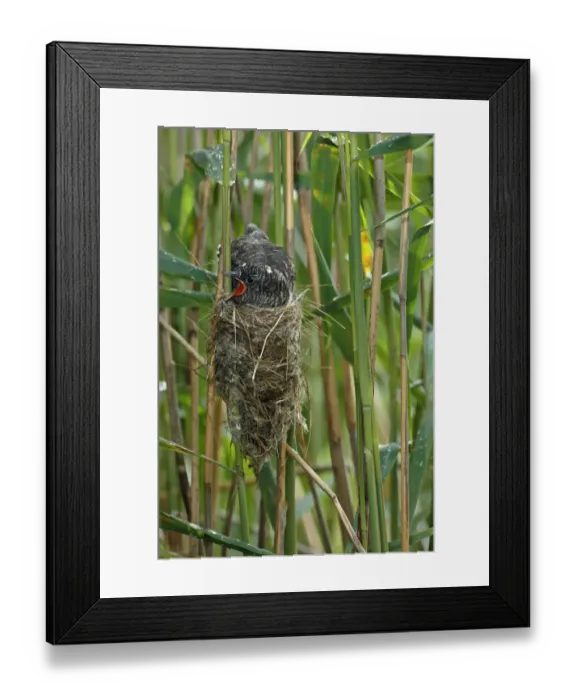 Framed Print : Common Cuckoo (Cuculus canorus) nearly fledged juvenile waiting in nest of Eurasian Framed Print : Common Cuckoo (Cuculus canorus) nearly fledged juvenile waiting in nest of Eurasian