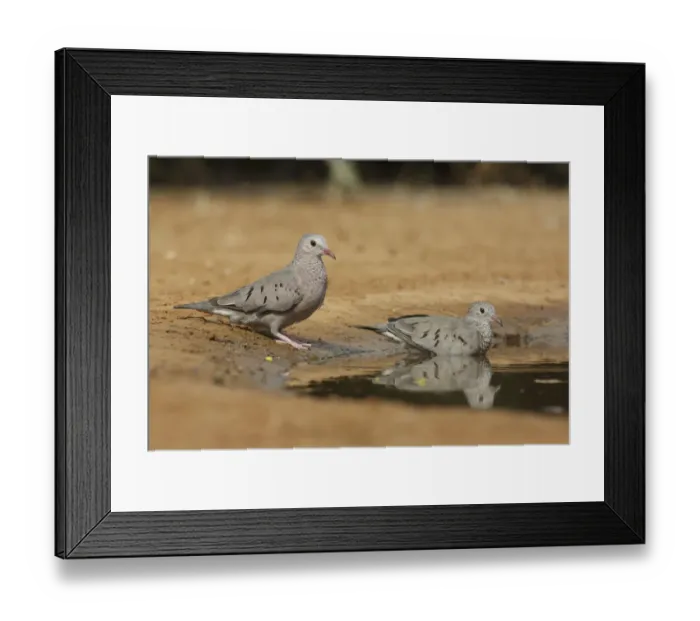 Framed Print : Common Ground Dove (Columbina passerina) pair, Texas, USA