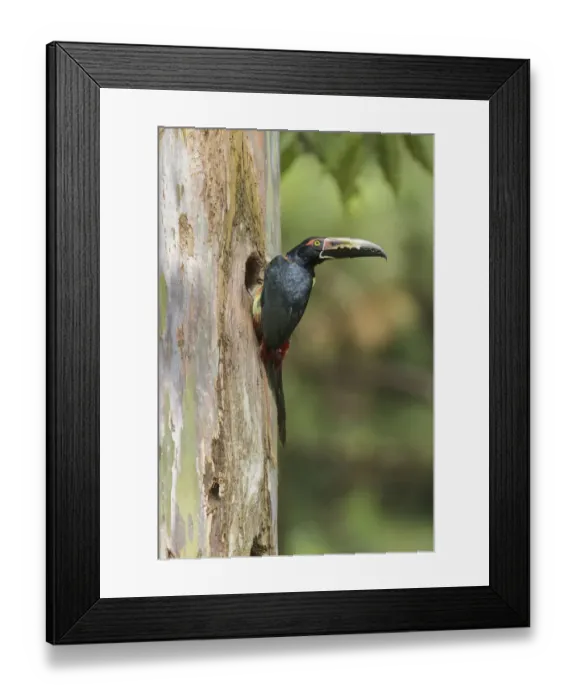Framed Print : Collared Aracari (Pteroglossus torquatus) at breeding hole, Costa Rica Framed Print : Collared Aracari (Pteroglossus torquatus) at breeding hole, Costa Rica
