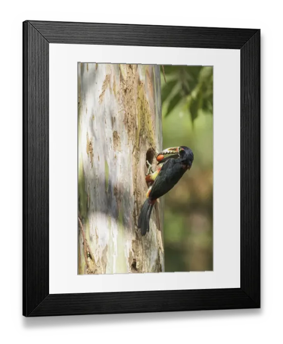 Framed Print : Collared Aracari (Pteroglossus torquatus) at breeding hole, Costa Rica Framed Print : Collared Aracari (Pteroglossus torquatus) at breeding hole, Costa Rica