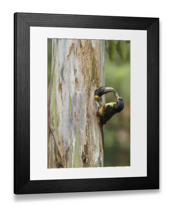 Framed Print : Collared Aracari (Pteroglossus torquatus) feeds young in breeding hole, Costa Rica Framed Print : Collared Aracari (Pteroglossus torquatus) feeds young in breeding hole, Costa Rica