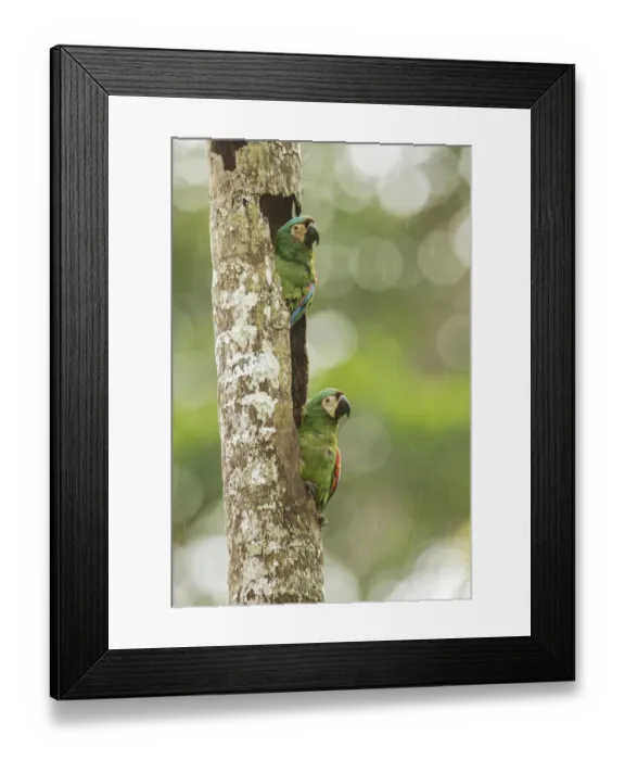 Framed Print : Chestnut-fronted Macaw (Ara severus), Manu National Park, Peru