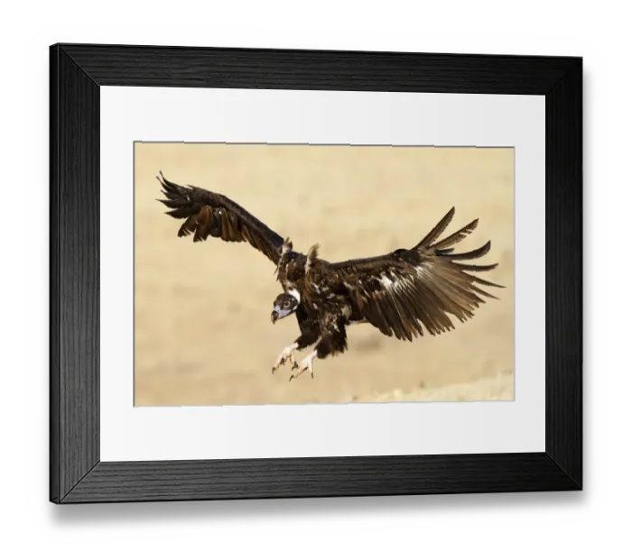 Framed Print : Cinereous Vulture (Aegypius monachus) flying, Castile-La Mancha, Spain