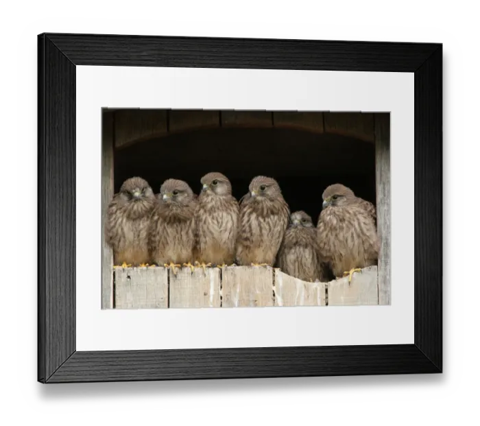 Framed Print : Common Kestrel (Falco tinnunculus) juveniles, Lower Saxony, Germany Framed Print : Common Kestrel (Falco tinnunculus) juveniles, Lower Saxony, Germany