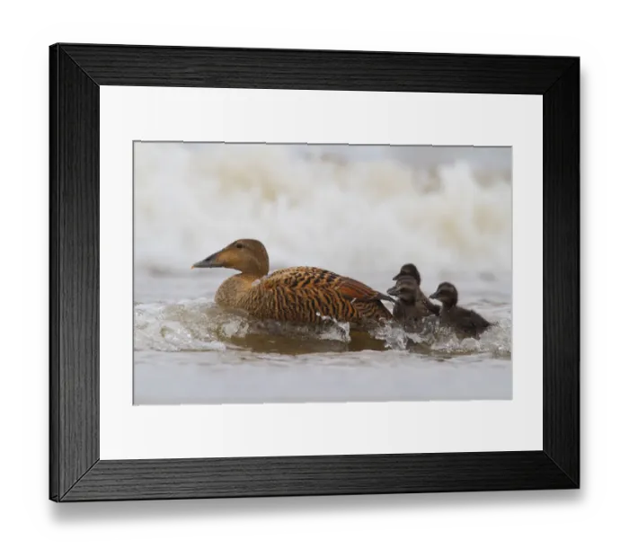 Framed Print : Common Eider (Somateria mollissima) female with chicks, Schleswig-Holstein, Germany Framed Print : Common Eider (Somateria mollissima) female with chicks, Schleswig-Holstein, Germany