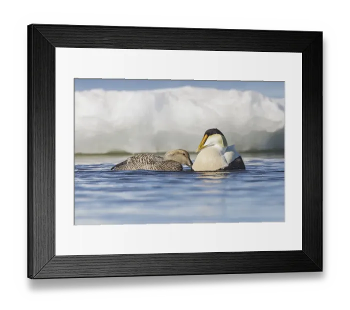 Framed Print : Common Eider (Somateria mollissima) pair on the Hudsons Bay near Churchill, Manitoba Framed Print : Common Eider (Somateria mollissima) pair on the Hudsons Bay near Churchill, Manitoba