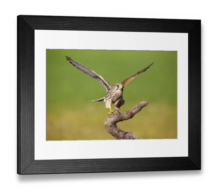 Framed Print : Common Kestrel (Falco tinnunculus) female with prey, Castile-La Mancha, Spain Framed Print : Common Kestrel (Falco tinnunculus) female with prey, Castile-La Mancha, Spain
