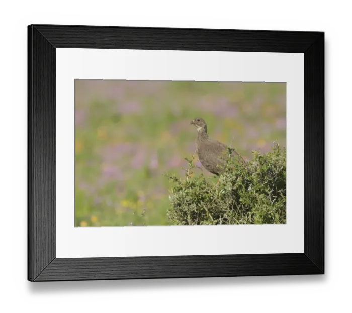 Framed Print : Cape Spurfowl (Pternistis capensis), Western Cape, South Africa Framed Print : Cape Spurfowl (Pternistis capensis), Western Cape, South Africa