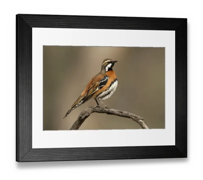 Framed Print : Chestnut-breasted Quail-thrush (Cinclosoma castaneothorax) male, Queensland, Australia Framed Print : Chestnut-breasted Quail-thrush (Cinclosoma castaneothorax) male, Queensland, Australia