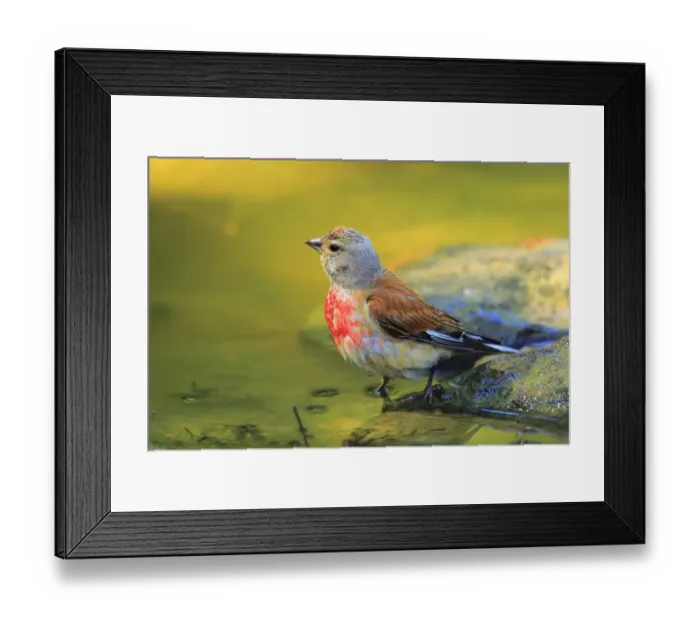 Framed Print : Common Linnet (Linaria cannabina) male at waterhole, Andalusia, Spain Framed Print : Common Linnet (Linaria cannabina) male at waterhole, Andalusia, Spain