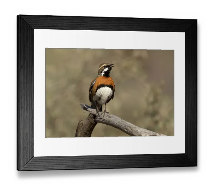 Framed Print : Chestnut-breasted Quail-thrush (Cinclosoma castaneothorax) male singing, Queensland Framed Print : Chestnut-breasted Quail-thrush (Cinclosoma castaneothorax) male singing, Queensland