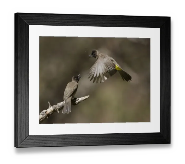 Framed Print : Common Bulbul (Pycnonotus barbatus), Chobe, Botswana Framed Print : Common Bulbul (Pycnonotus barbatus), Chobe, Botswana