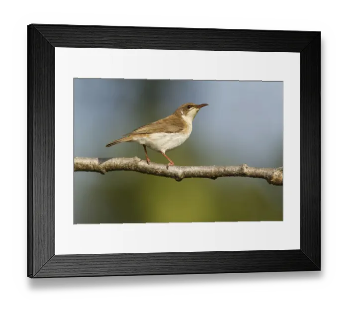 Framed Print : Brown-backed Honeyeater (Ramsayornis modestus), Queensland, Australia Framed Print : Brown-backed Honeyeater (Ramsayornis modestus), Queensland, Australia