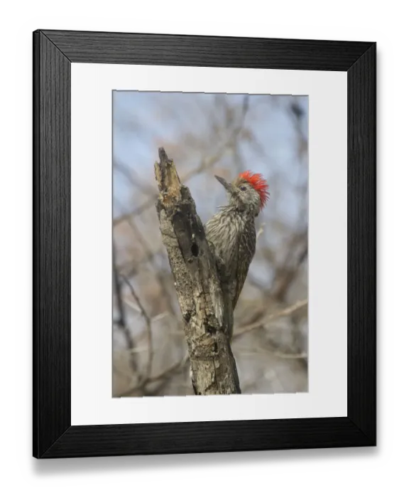 Framed Print : Cardinal Woodpecker (Dendropicos fuscescens) male, Etosha, Namibia Framed Print : Cardinal Woodpecker (Dendropicos fuscescens) male, Etosha, Namibia