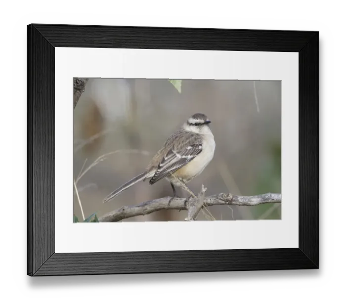 Framed Print : Chalk-browed Mockingbird (Mimus saturninus), Buenos Aires, Argentina Framed Print : Chalk-browed Mockingbird (Mimus saturninus), Buenos Aires, Argentina