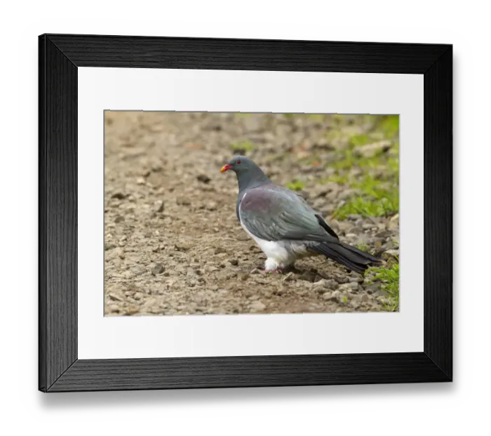 Framed Print : Chatham Pigeon (Hemiphaga chathamensis), Chatham Island, New Zealand Framed Print : Chatham Pigeon (Hemiphaga chathamensis), Chatham Island, New Zealand