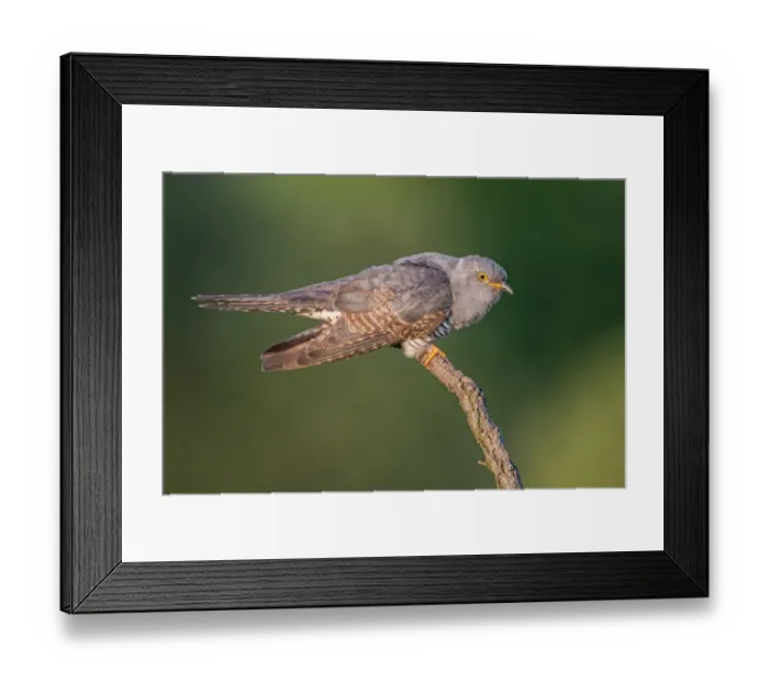 Framed Print : Common Cuckoo (Cuculus canorus), Saxony-Anhalt, Germany Framed Print : Common Cuckoo (Cuculus canorus), Saxony-Anhalt, Germany