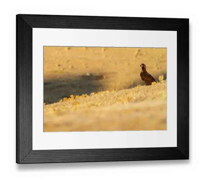 Framed Print : Cinereous Vulture (Aegypius monachus), Castile-La Mancha, Spain Framed Print : Cinereous Vulture (Aegypius monachus), Castile-La Mancha, Spain