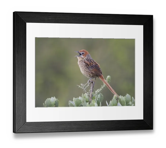 Framed Print : Cape Grassbird (Sphenoeacus afer), singing, Western Cape, South Africa Framed Print : Cape Grassbird (Sphenoeacus afer), singing, Western Cape, South Africa