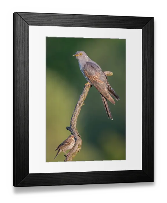 Framed Print : Common Cuckoo (Cuculus canorus) and Tree Pipit (Anthus trivialis), Saxony-Anhalt, Germany Framed Print : Common Cuckoo (Cuculus canorus) and Tree Pipit (Anthus trivialis), Saxony-Anhalt, Germany
